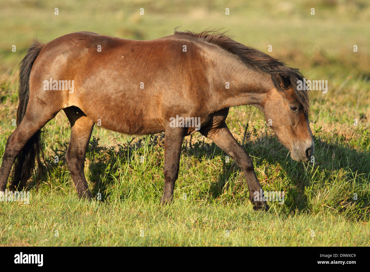 Dartmoor pony, near Dartmoor, England Stock Photo Alamy