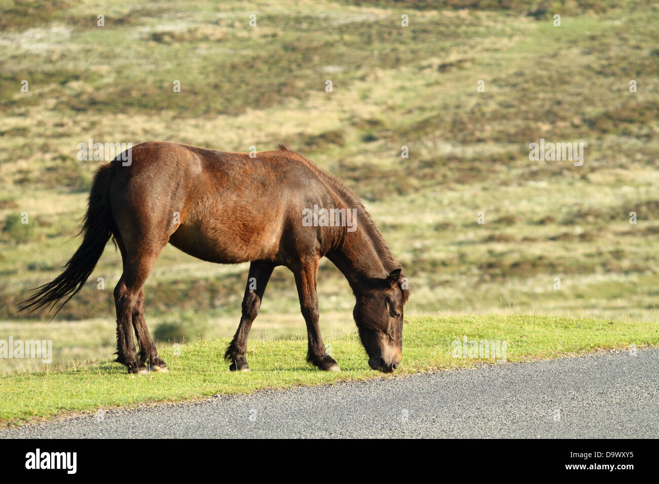 Dartmoor pony, near Dartmoor, England Stock Photo Alamy