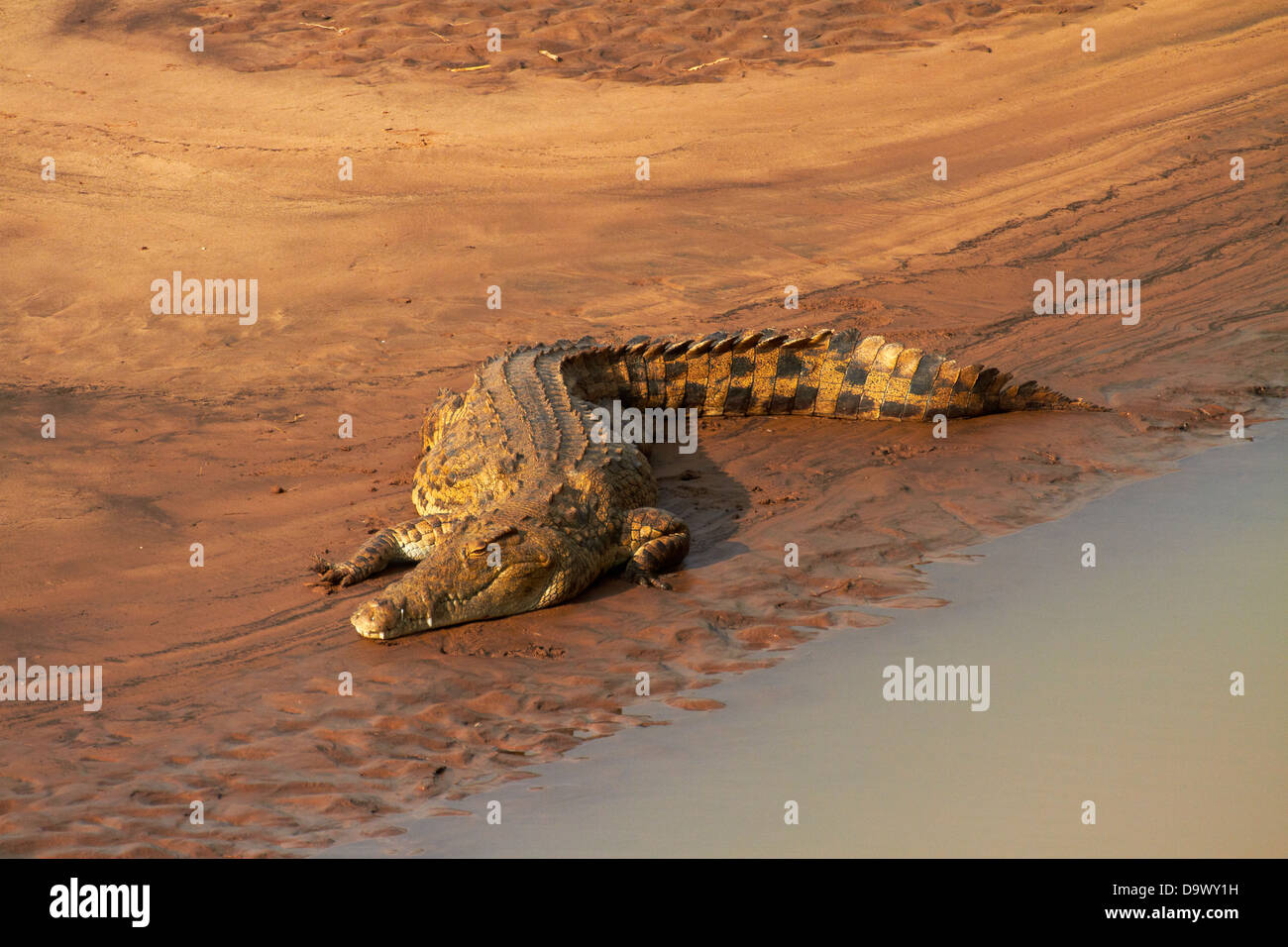 Crocodile (Crocodylus niloticus), Letaba River, Kruger National Park, South Africa Stock Photo