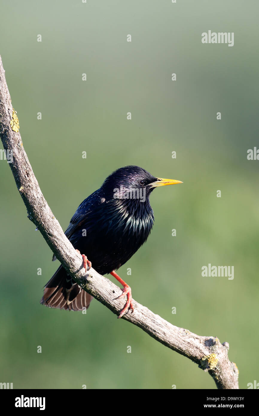 Starling, Sturnus vulgaris, single bird on branch, Bulgaria, May 2013 Stock Photo