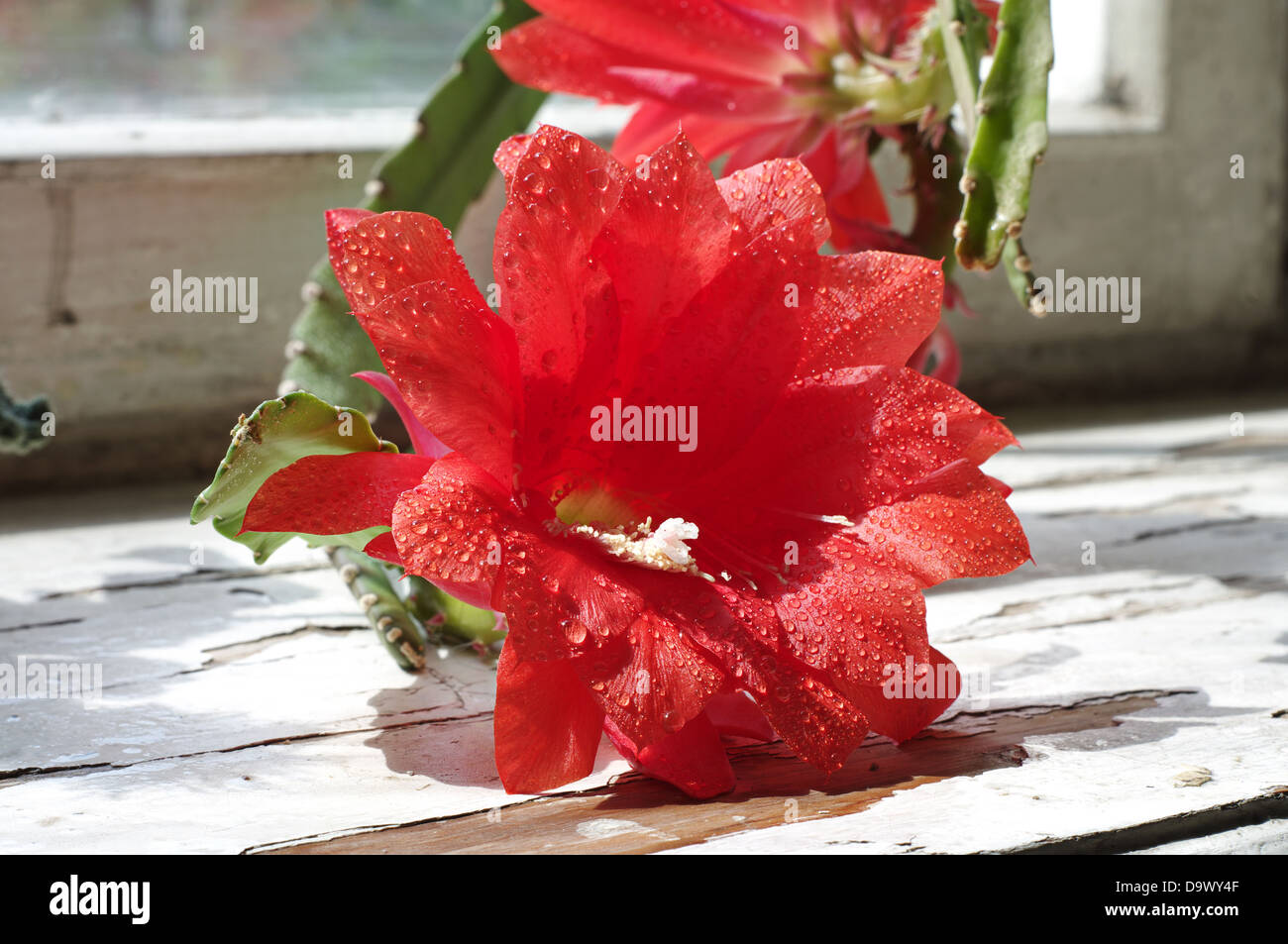 Red cactus flower on the windowsill with water drops Stock Photo