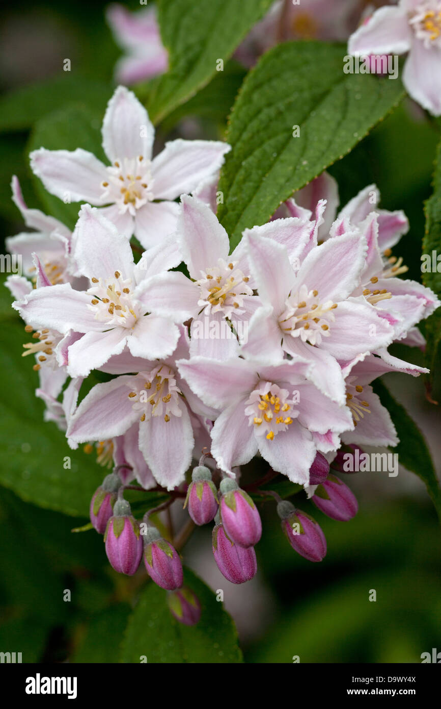 Deutzia Contraste Flowering Shrub Stock Photo