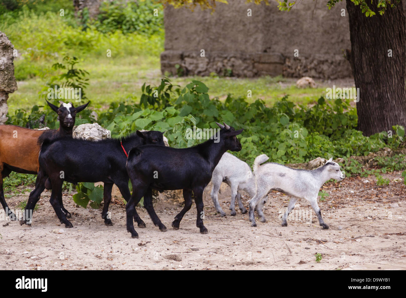 Africa, Morocco, Ibo Island, Quirimbas National Park. Goats running down pathway. Stock Photo