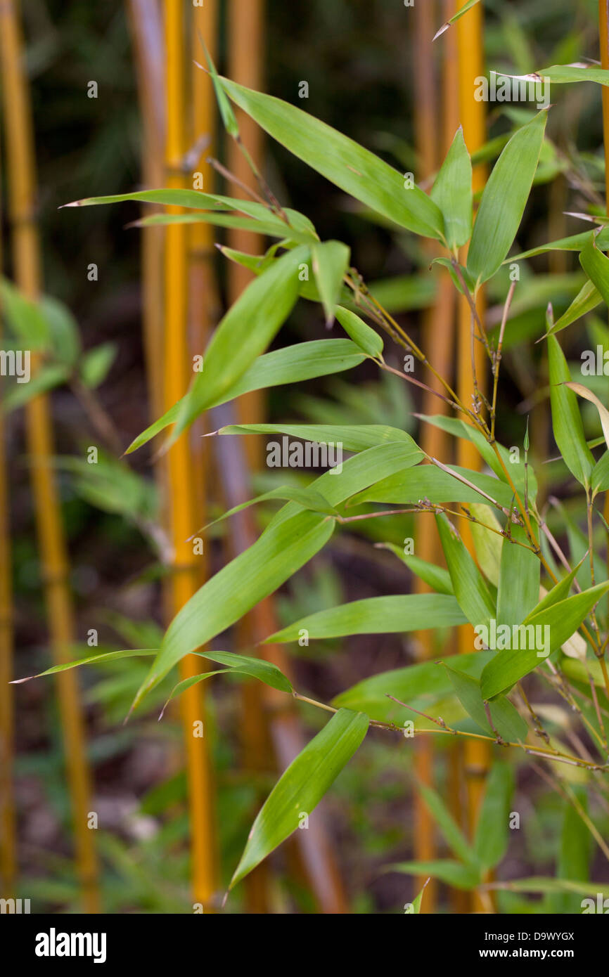 Phyllostachys sulphurea Bamboo Stock Photo