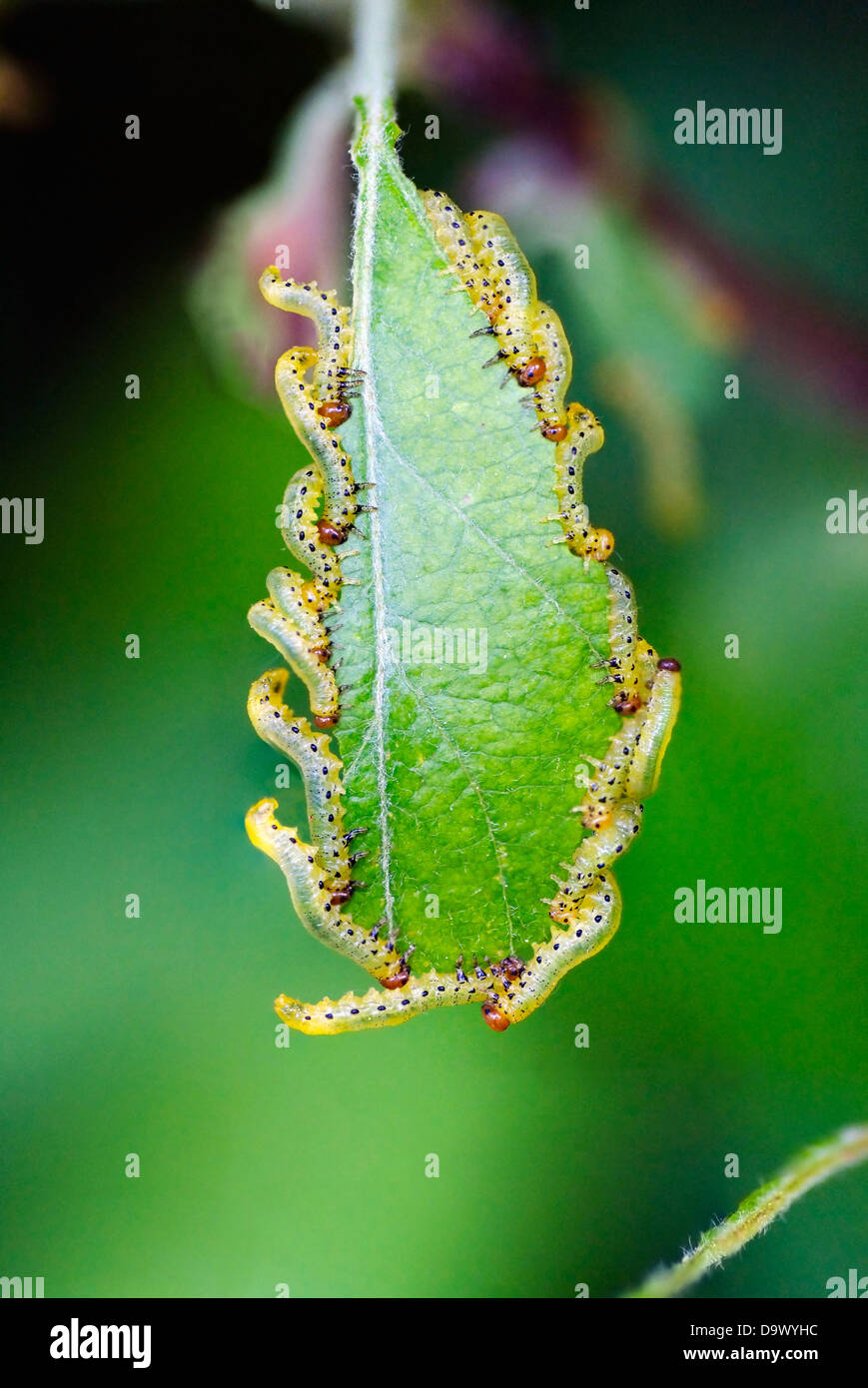 Many Caterpillars eating on a green leaf. Actually Larve of a sawfly