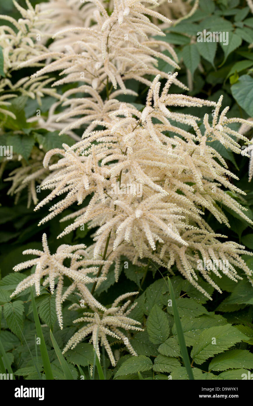 Aruncus dioicus Herbaceous Perennial Stock Photo