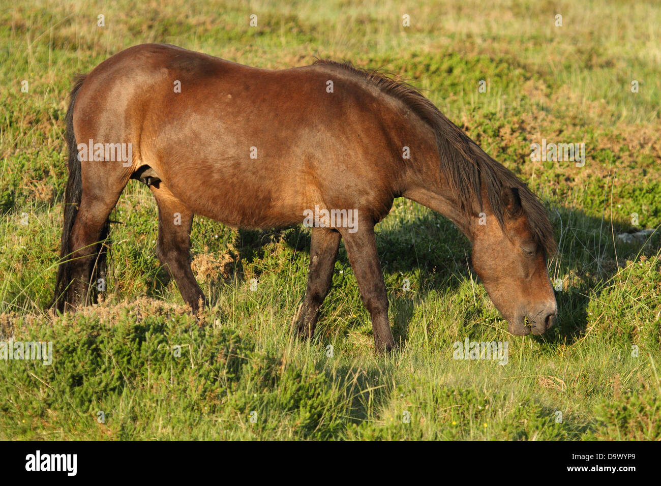 Dartmoor pony, near Dartmoor, England Stock Photo Alamy