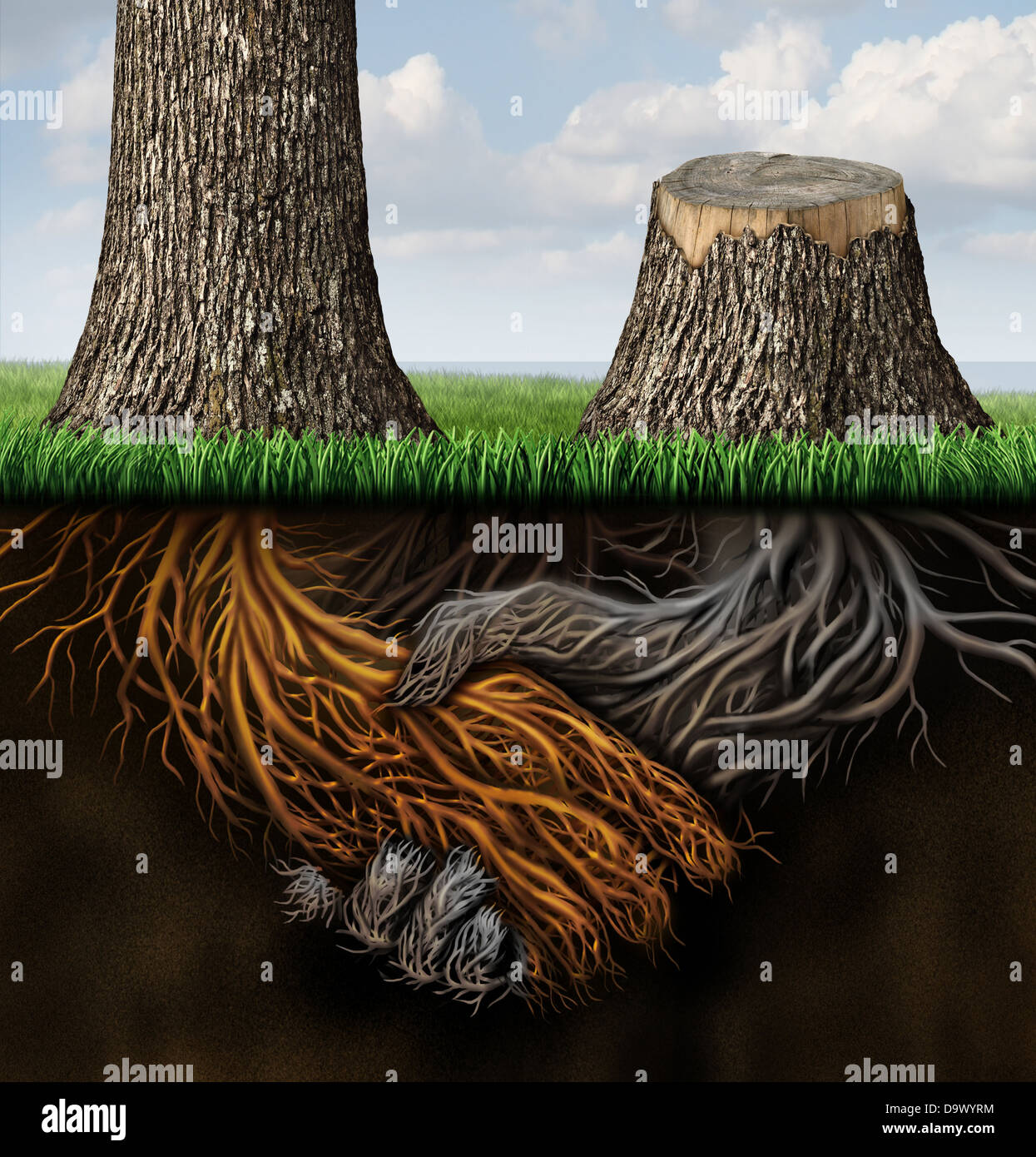 Broken Partnership Problems As Two Trees With Roots Shaped As A Business Handshake With One Tree Cut Down And The Root Rotting As A Concept Of A Lost Or Canceled Contract And