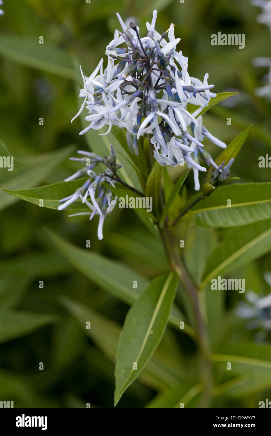 Amsonia tabernaemontana var. salicifolia Stock Photo