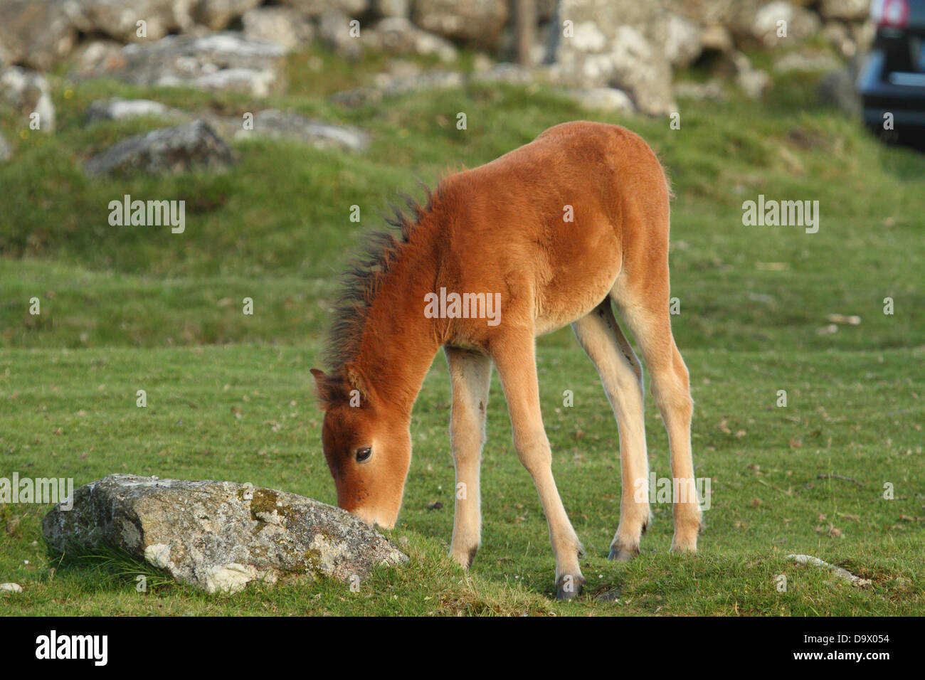 Dartmoor pony foal, near Dartmoor, England Stock Photo Alamy