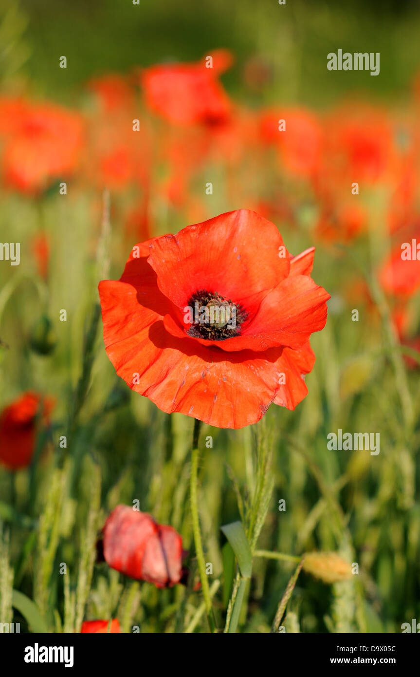 Poppy remembrance flower field hi-res stock photography and images - Alamy