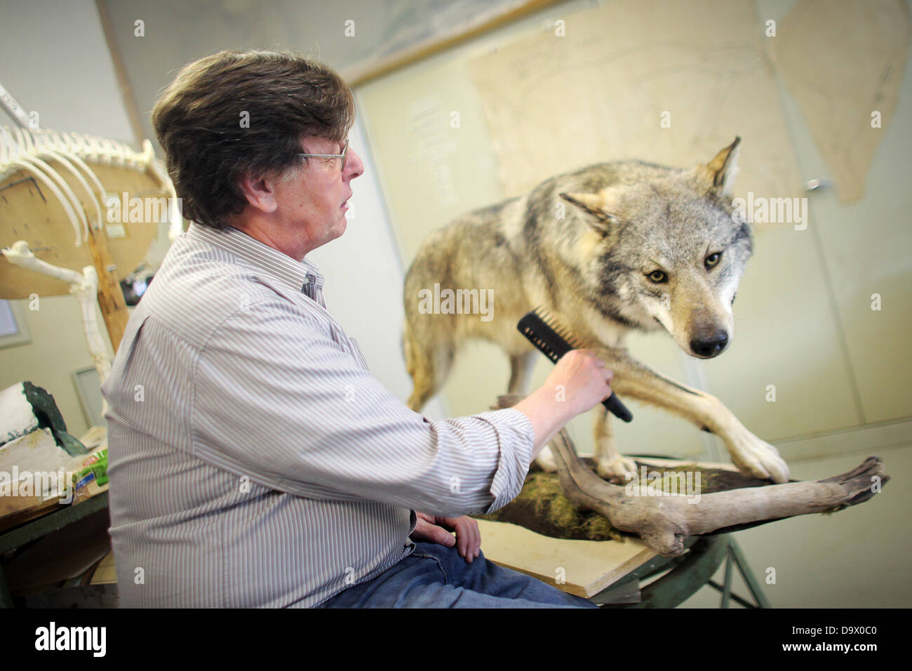 The biological preparateur Uwe Hildebrand brushes the fur of a stuffed wolf in the preparation workshop in the natural history museum in Mainz, Germany, 27 June 2013. The wolf who was shot in the Westerwald (lit. Western Forest) is showpiece of a Mainz exhibition. The stuffed animal will be shown in a special exhibition for the 25-year-anniversary of the natural history collection of the state of Rhineland-Palatinate. Photo: FREDRIK VON ERICHSEN Stock Photo