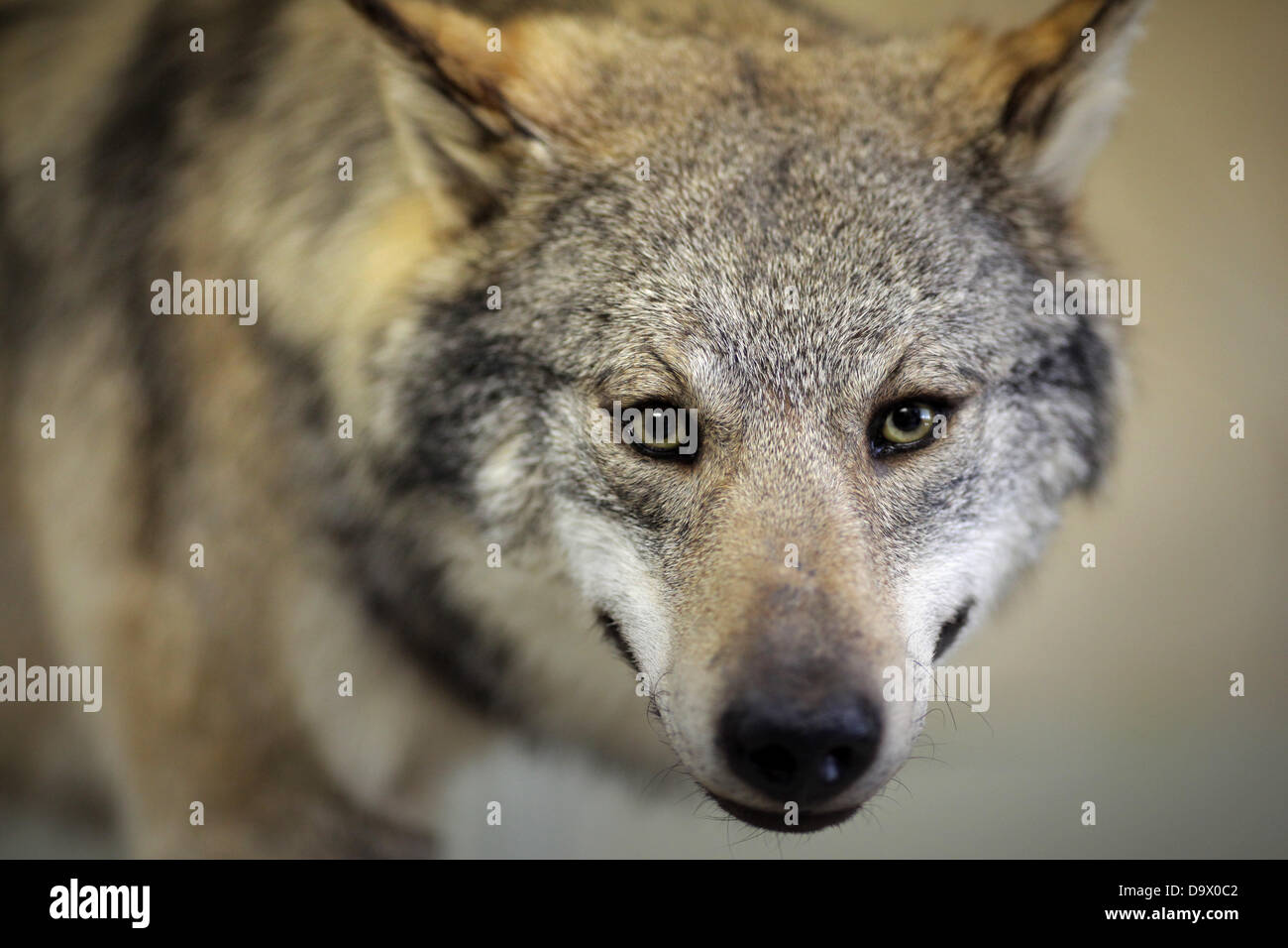 A stuffed wolf is pictured in the preparation workshop in the natural history museum in Mainz, Germany, 27 June 2013. The wolf who was shot in the Westerwald (lit. Western Forest) is showpiece of a Mainz exhibition. The stuffed animal will be shown in a special exhibition for the 25-year-anniversary of the natural history collection of the state of Rhineland-Palatinate. Photo: FREDRIK VON ERICHSEN Stock Photo