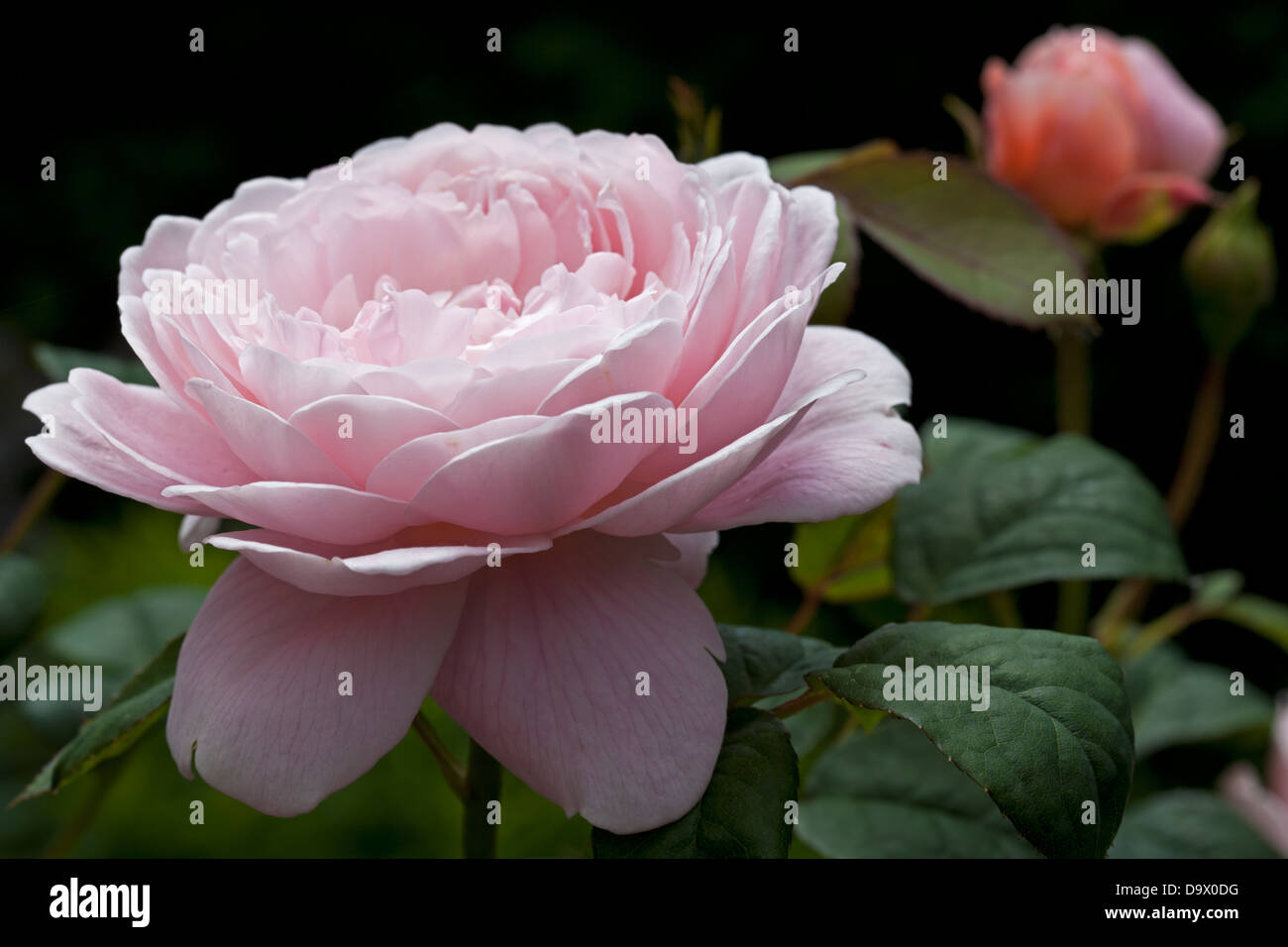 Queen of Sweden Fragrant English Rose Stock Photo