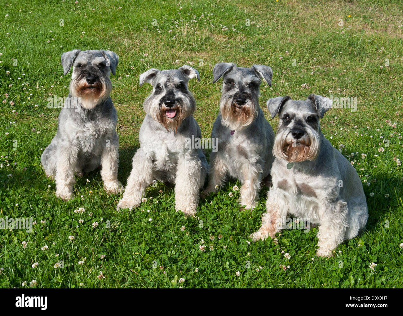 Family miniature schnauzer dogs sitting hires stock photography and