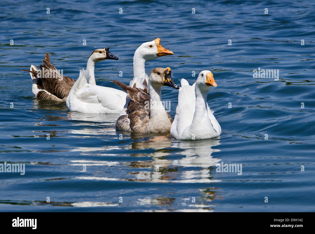 White and Brown Chinese Geese (Anser cygnoides) swimming in the lake Stock Photo