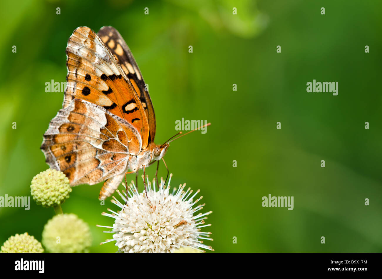 Variegated Fritillary butterfly (Euptoieta claudia) feeding on buttonbush flowers. Soft green background with copy space. Stock Photo