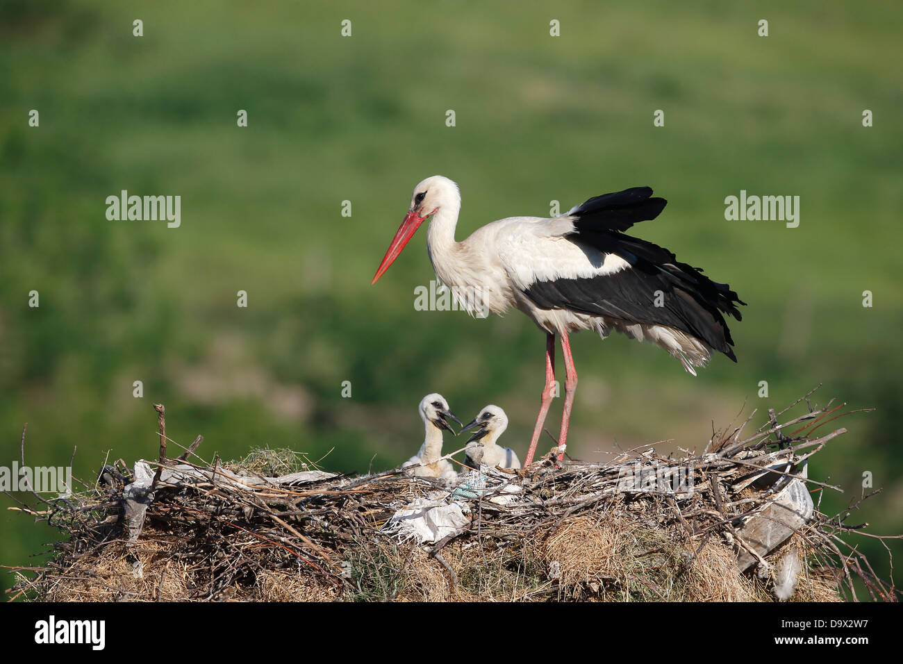 White stork, Ciconia ciconia, one bird on nest with young, Bulgaria, May 2013 Stock Photo