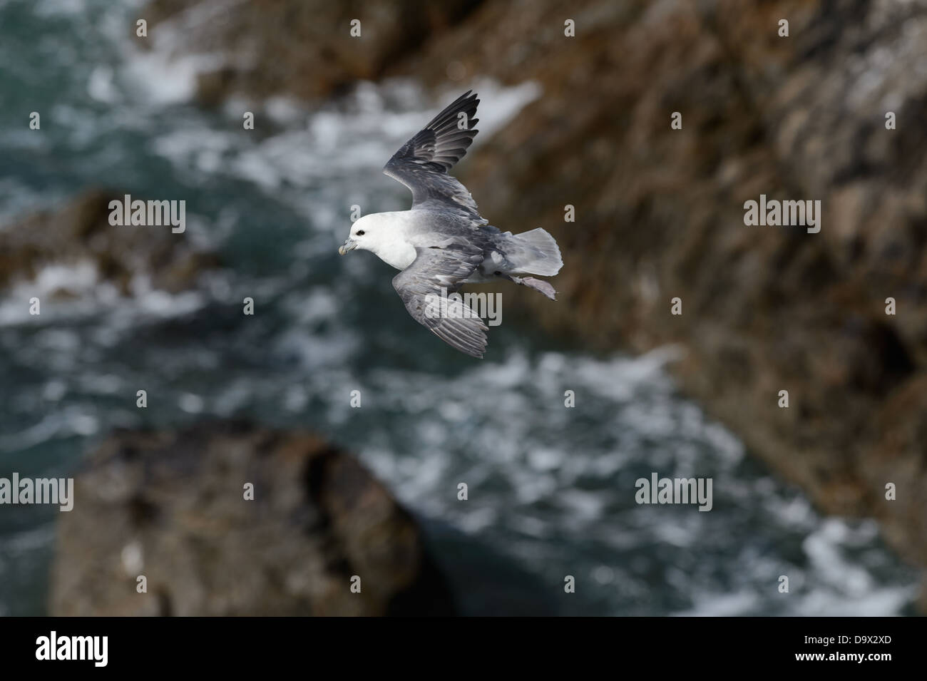 Flying Northern Fulmar above rocky seacliffs Stock Photo