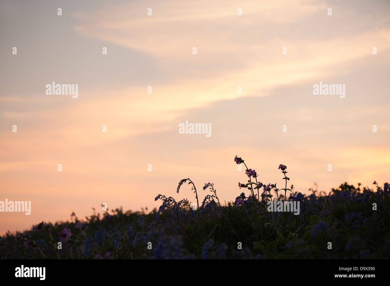 Red Campion, Silene dioica, and English Bluebells, Hyacinthoides non scripta, at dusk Stock Photo