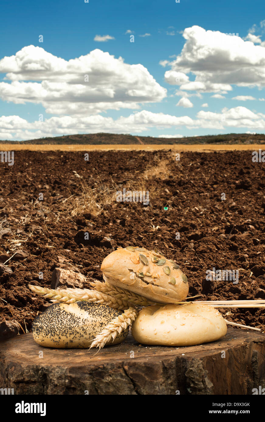 Bread and wheat ears. Plowed land Stock Photo