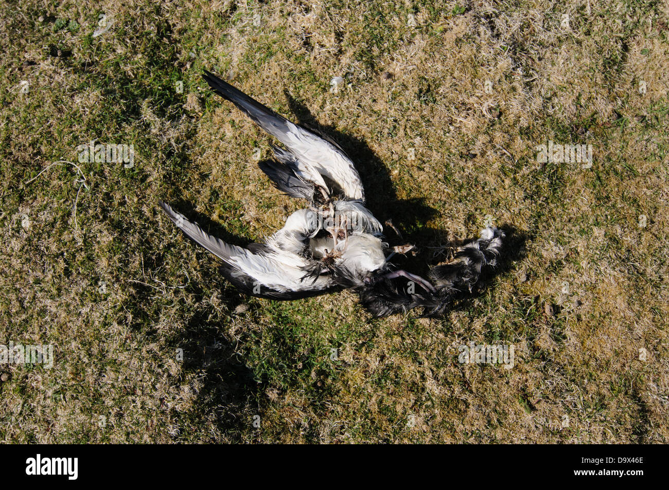 Dead body of a Manx Shearwater. When the Manx Shearwaters arive on Skomer Island during the night they are attacked and killed by gulls Stock Photo