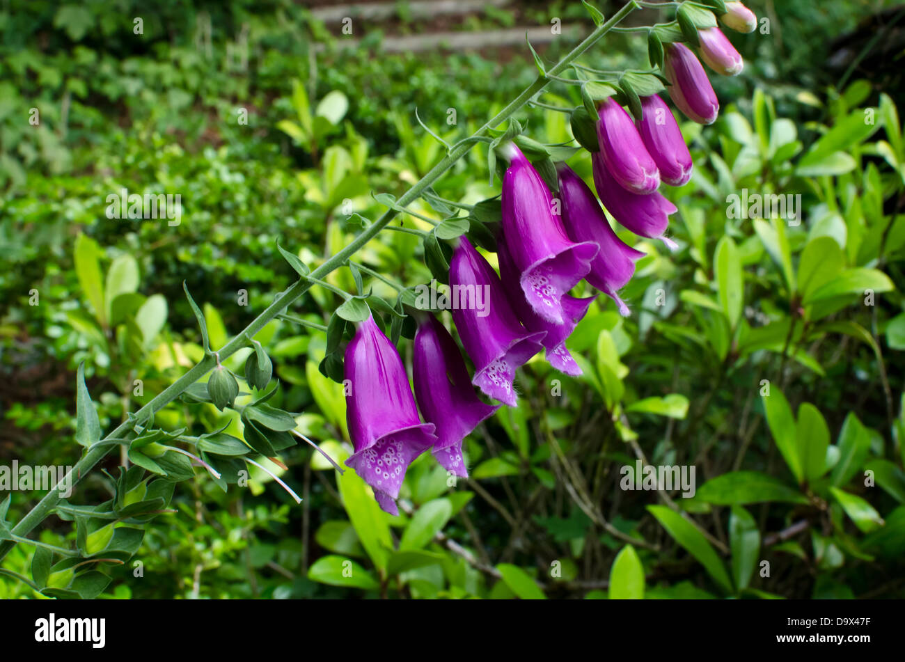 Wildflowers british columbia hires stock photography and images Alamy