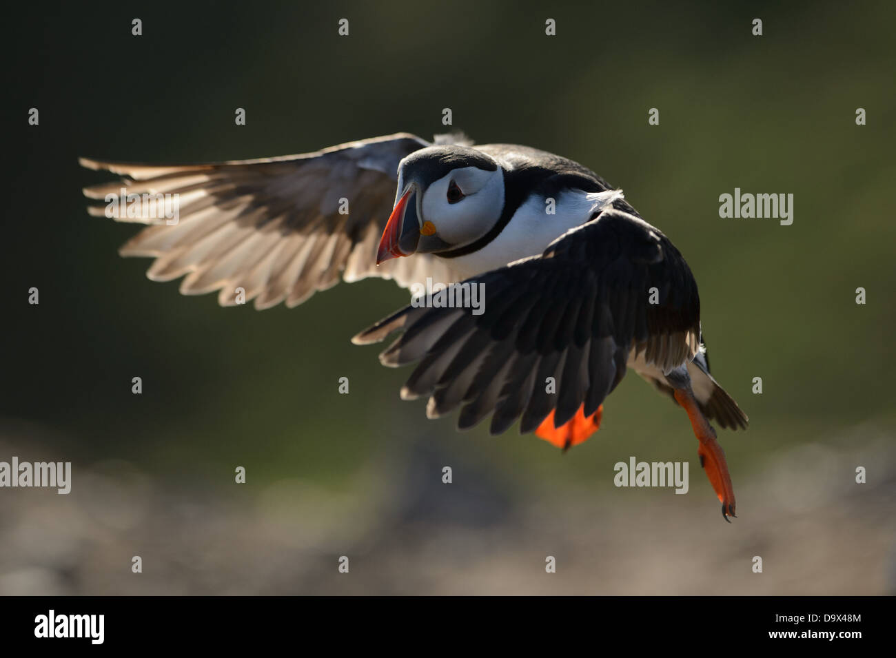 Flying puffin in evening backlight with sunlight shining through the feathers of the wings Stock Photo