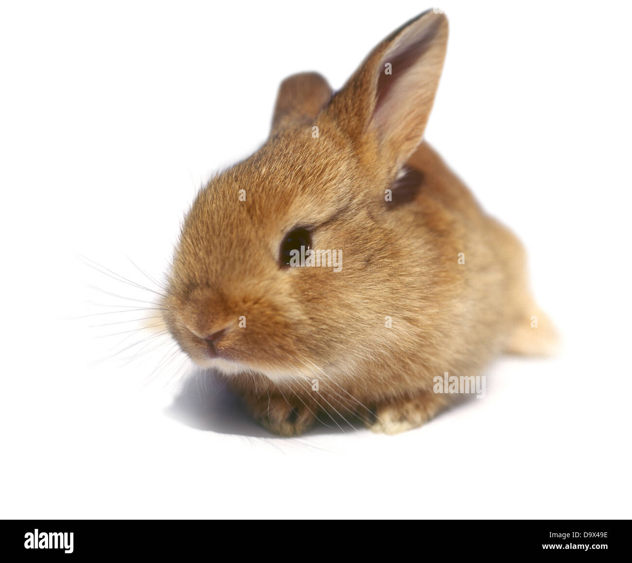 Baby animal concepts hires stock photography and images Alamy