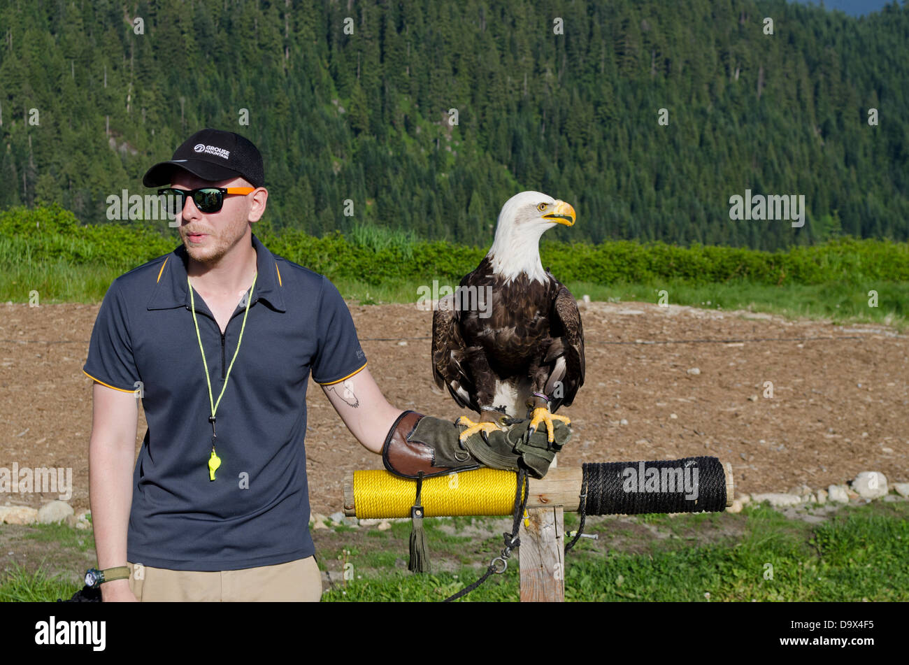 Trainer displaying a bald eagle on his arm while answering questions