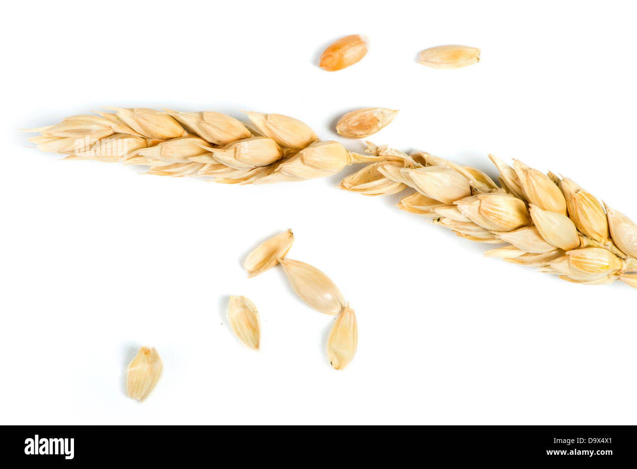 Close up wheat cereal crops. Studuo shot. White isolated Stock Photo ...