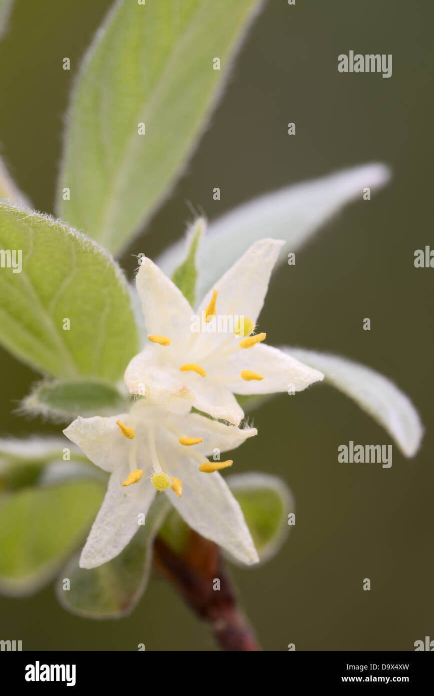 Lonicera kamtschatica, Siberian Honeysuckle or Honeyberry flowers, Wales, UK. Stock Photo