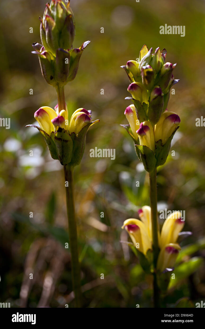 Moor-king (Pedicularis sceptrum-carolinum) Stock Photo