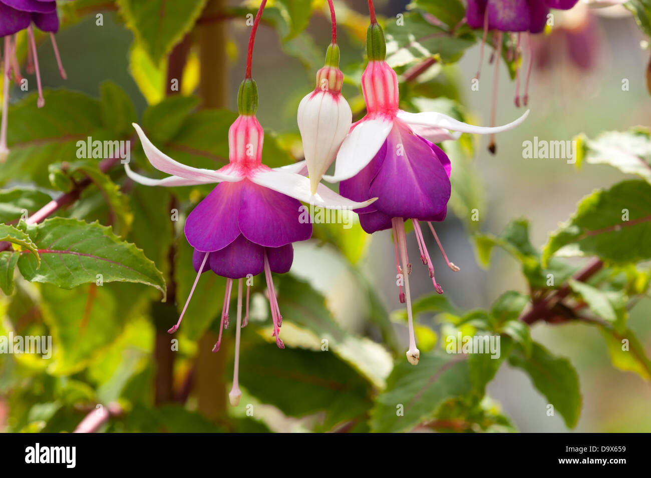 fuchsia bush variegated pennine Stock Photo