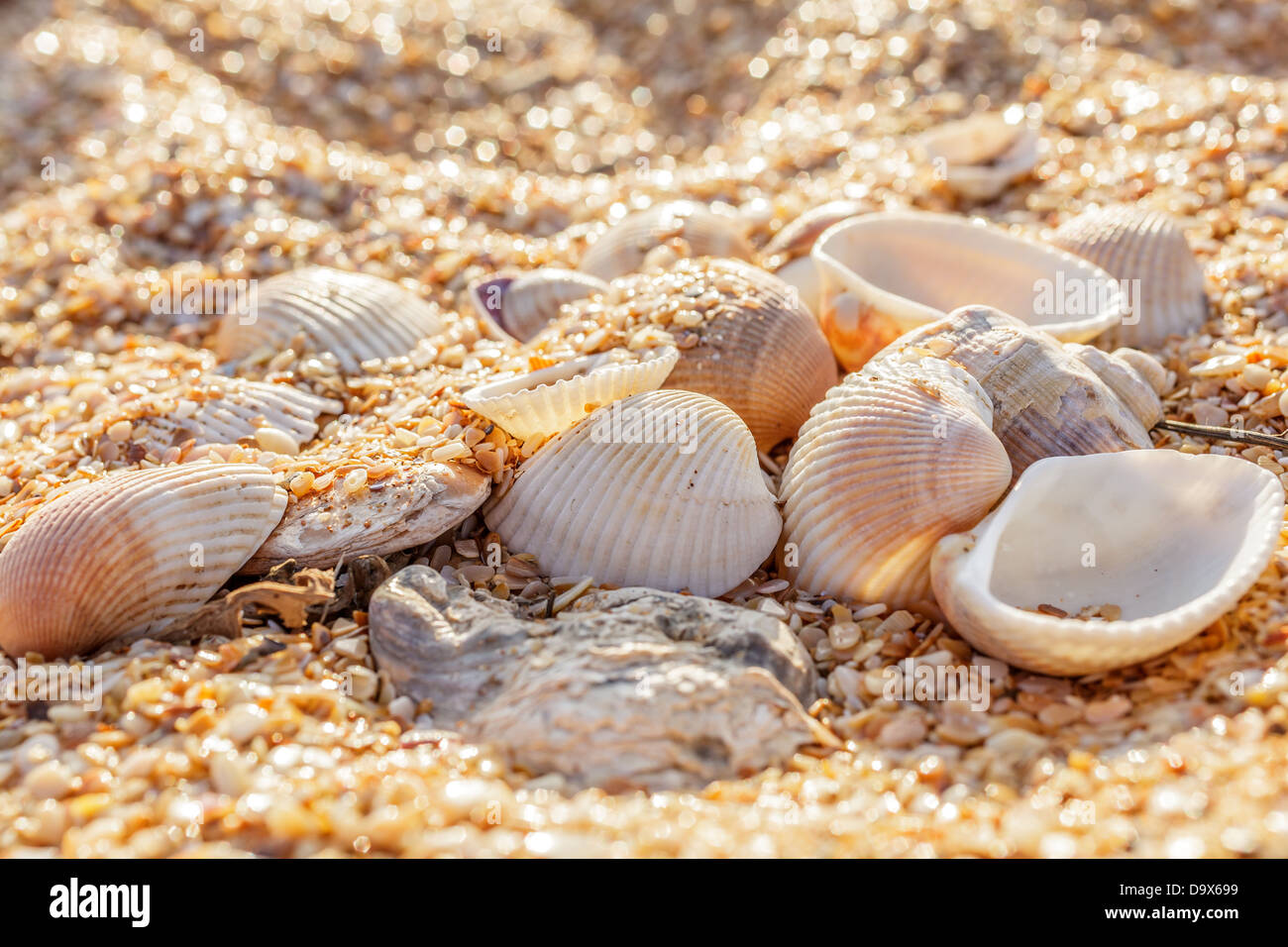 Sand, pebbles, shells, sea coast close-up Stock Photo - Alamy