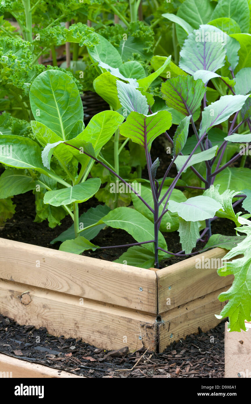 brassica plants growing in a raised bed Stock Photo