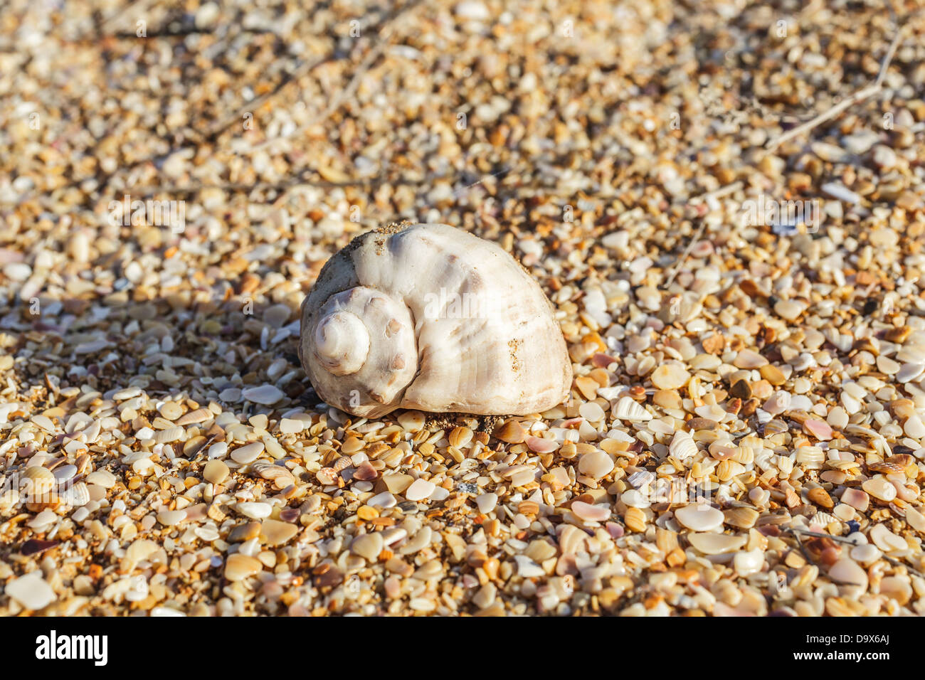 Sea shells backgrounds hi-res stock photography and images - Alamy