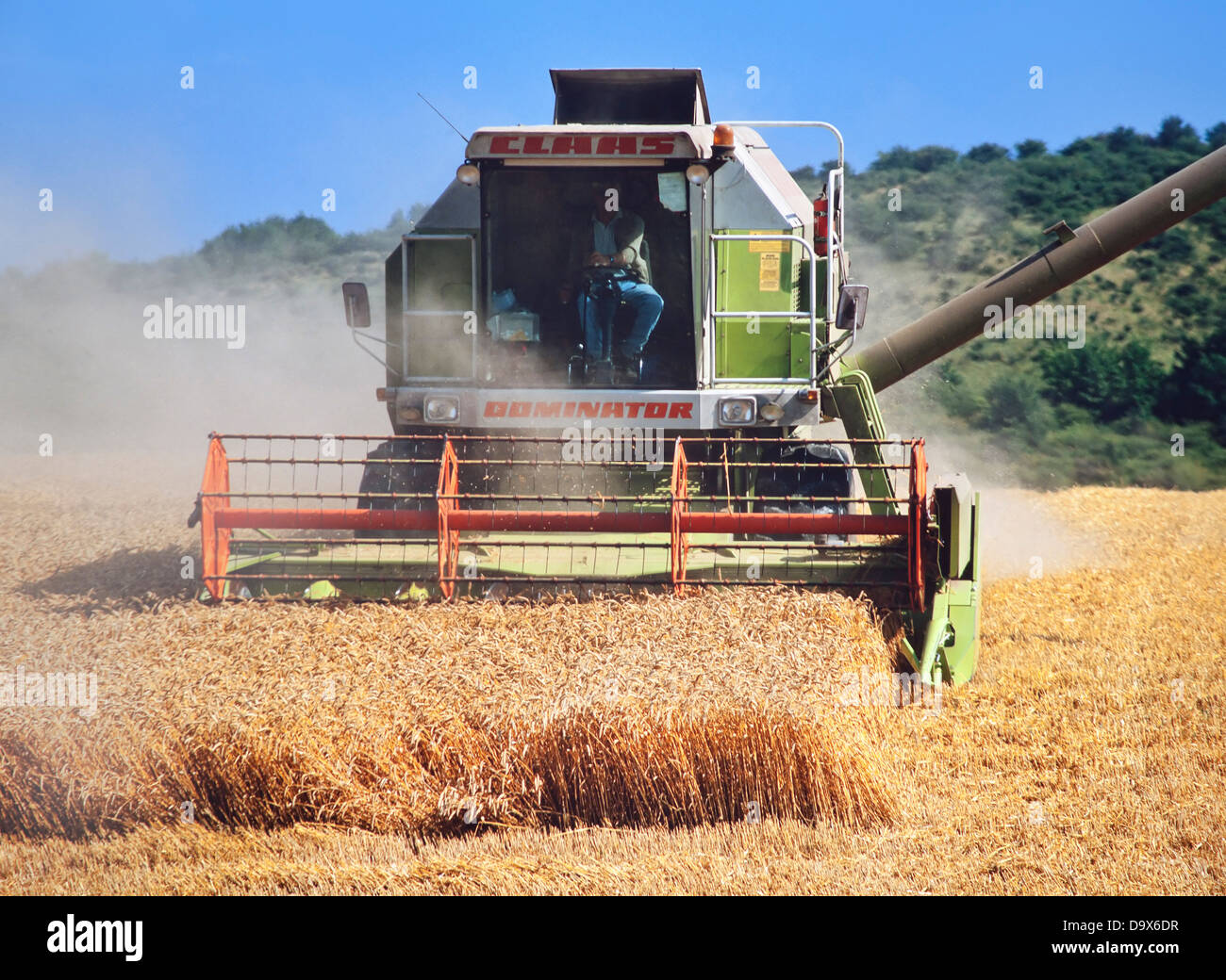 Summer harvest, Hertfordshire, UK, combine harvester cutting well ripened wheat, hayrolls Stock Photo