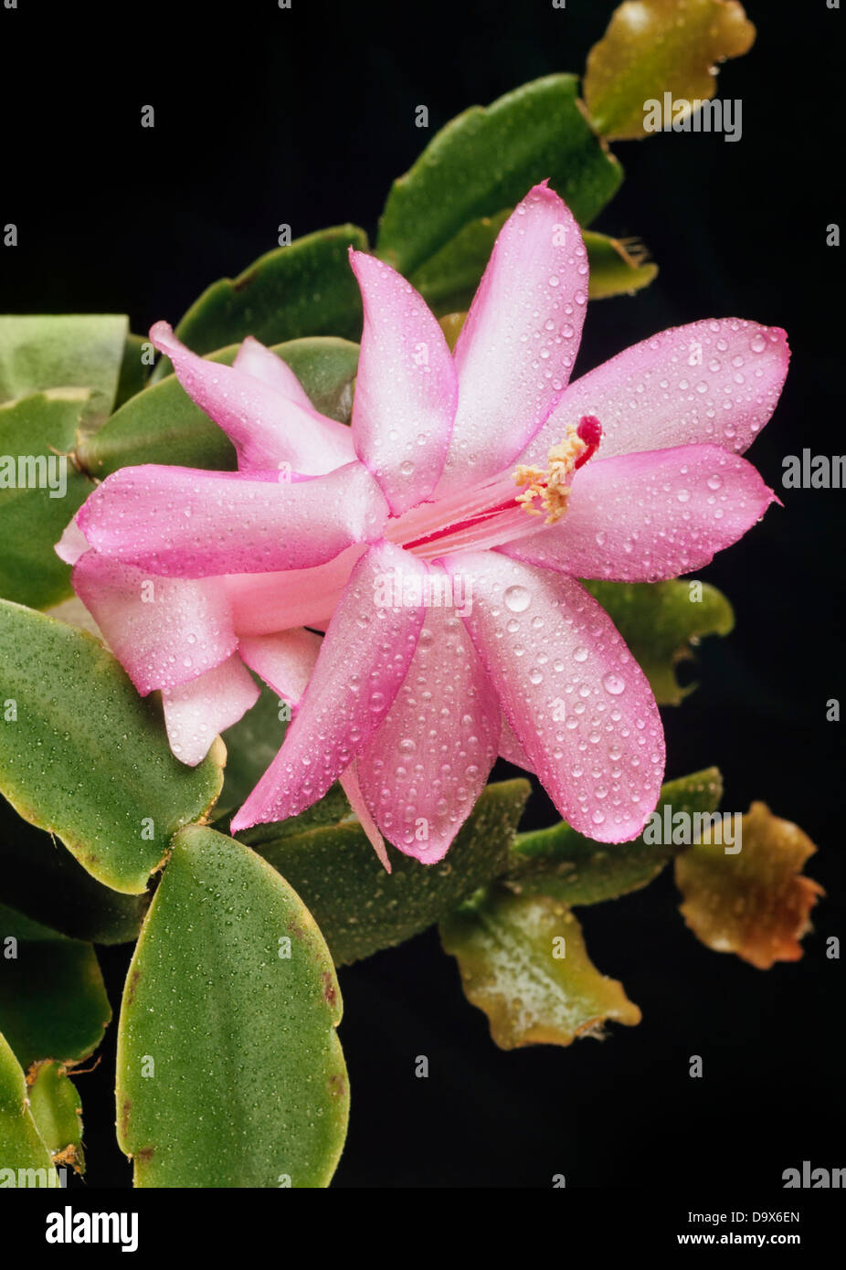 Pink Christmas cactus flower, Schlumbergera sp. Stock Photo