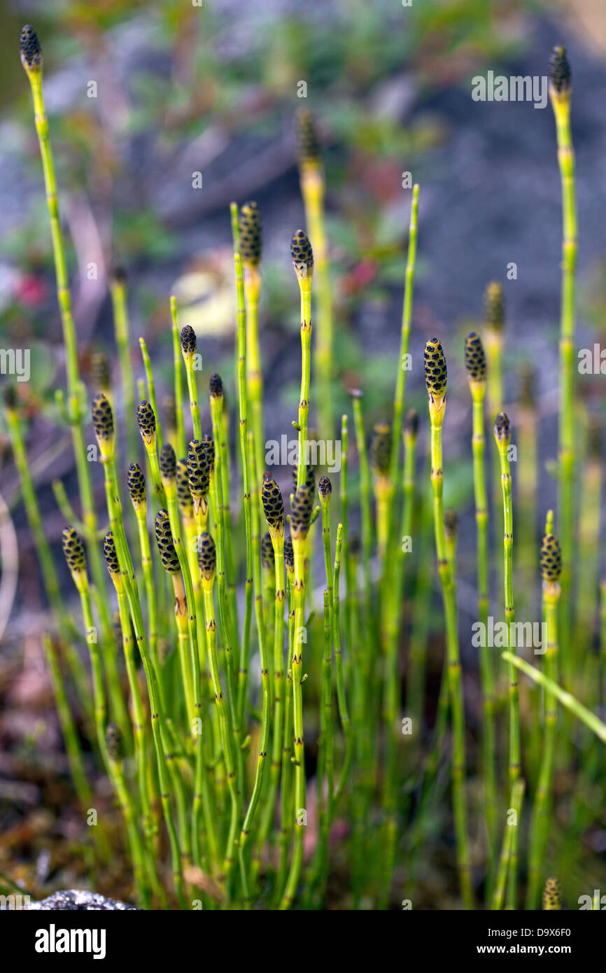 Marsh horsetail (Equisetum palustre) Stock Photo