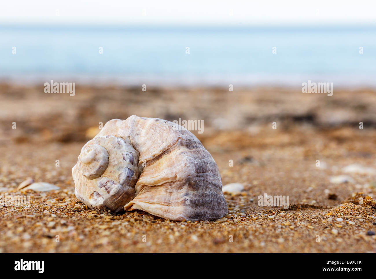 Sand, pebbles, shells, sea coast close-up Stock Photo - Alamy