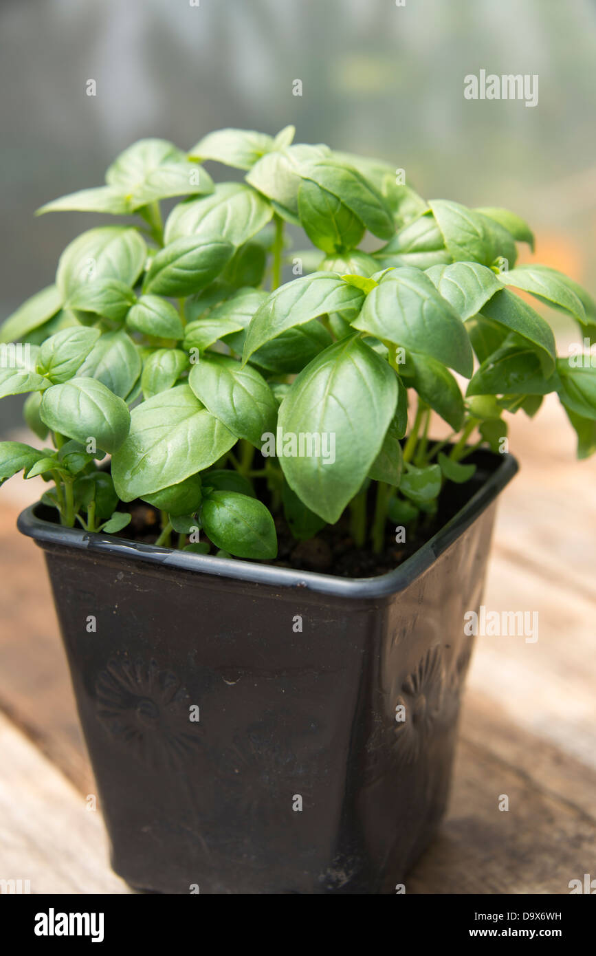 Sweet basil ocimum basilicum hires stock photography and images Alamy
