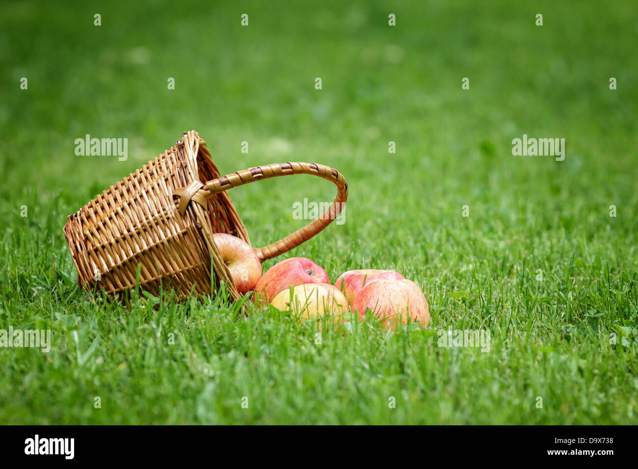 wicker basket full of gala apples, on fresh grass Stock Photo - Alamy