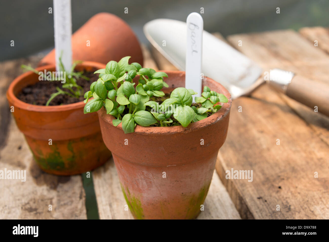 Pot of sweet Basil (Ocimum basilicum) and Chamomile. UK Stock Photo