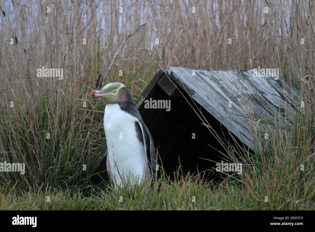yellow eyed penguin habitat Stock Photo - Alamy