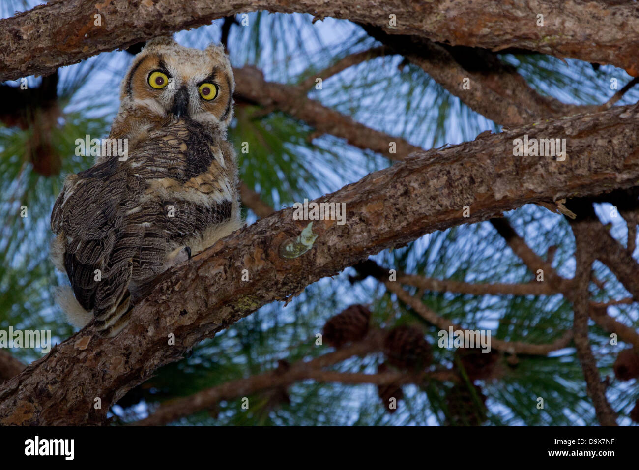 great horned owl  in tree Stock Photo