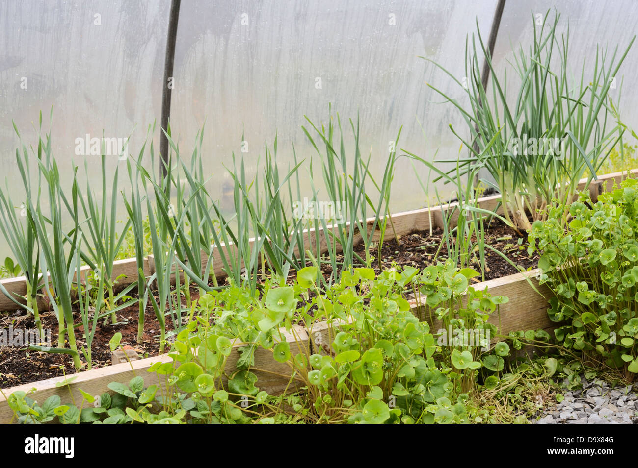 Garlic and Welsh Onion growing in a raised bed in a polytunnel, Wales