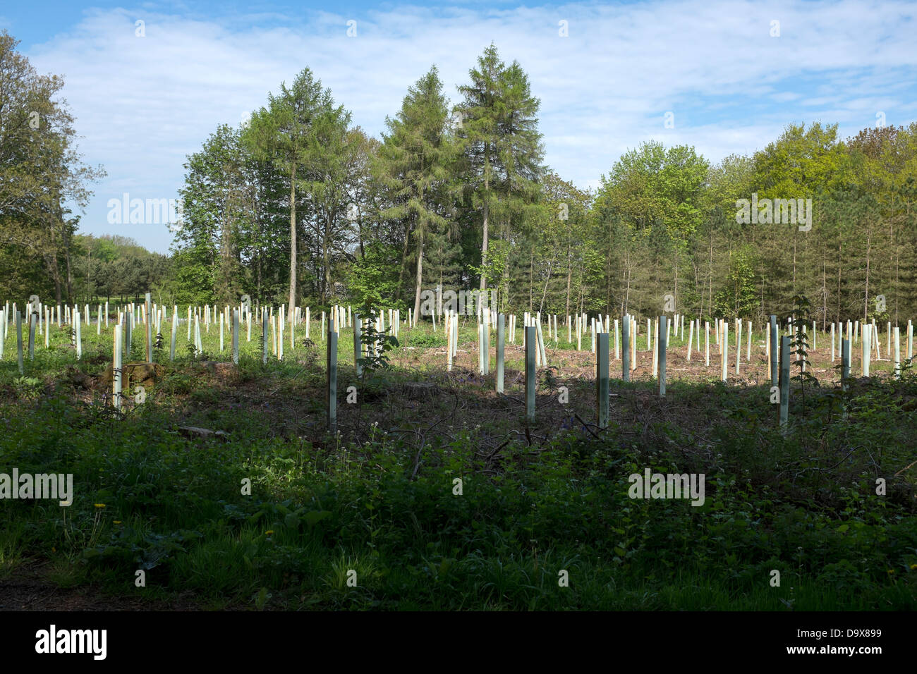 Young Planted Trees with Plastic Protective Shields in Forest Stock Photo Alamy