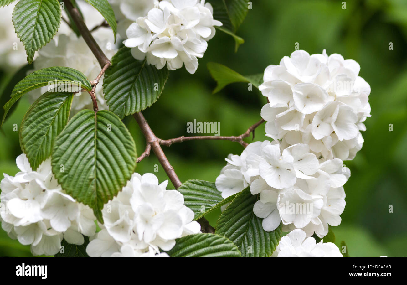 White Viburnum plicatum flower close up shot Stock Photo