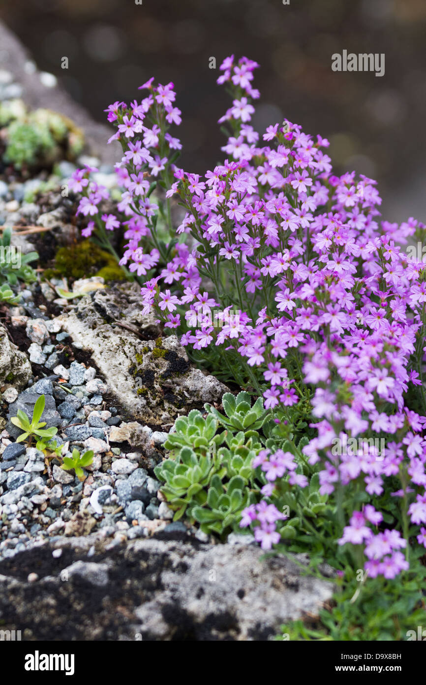 pink flower and rock, saxifrage and erinus alpinus Stock Photo